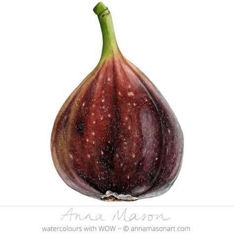 Anna Mason: fig Modern Botanical Art, Anna Mason, Watercolor Fruit, Modern Botanical, Fruit Illustration, Botanical Painting, Botanical Watercolor, Fig Tree, Botanical Drawings