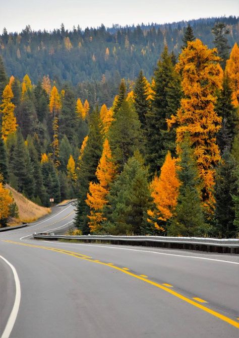 Pacific Northwest Fall, Colorado Fall Aesthetic, Oregon Fall Aesthetic, Oregon In The Fall, Fall In Oregon, Portland Oregon Fall, Oregon October, Portland Oregon Aesthetic, Oregon Autumn