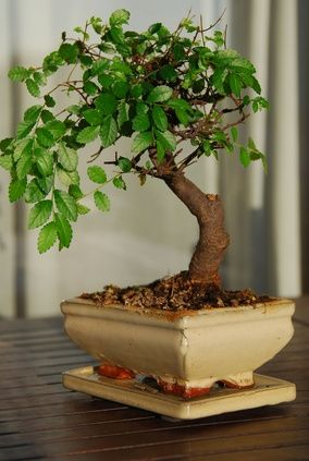 Indian Plants, Bonsai For Beginners, How To Grow Bonsai, Buy Bonsai Tree, Bonsai Tree Types, Bonsai Tree Care, Bonsai Care, Bonsai Techniques, Indoor Bonsai Tree