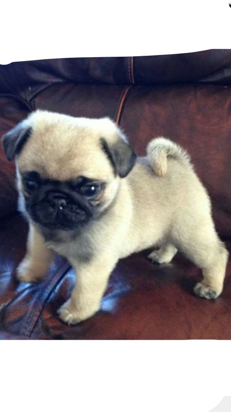 Small Pug, Cool Animals, Cute Pug Puppies, Baby Pugs, Cute Small Animals, Very Cute Dogs, Funny Animal Photos, Cute Dog Pictures, Really Cute Dogs