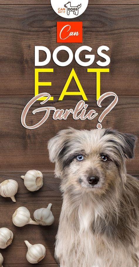 🐕Can dogs eat garlic? Many dog owners have been warned that garlic is toxic to dogs however garlic is widely used in many canine supplements, in the right dosage garlic offers amazing health benefits to dogs. 🐾--------- #CanDogsEatGarlic #DogFood #CanDogsEatIt #CanDogsHaveGarlic #IsGarlicSafeForDogs #GarlicGoodForDogs #GarlicBadForDogs #GarlicPowderForDogs #GarlicAndDogs #GarlicForFleasDogs #GarlicForDogsFleaAndTick #GarlicForDogsHomeRemedies #BenefitsOfGarlicForDogs Garlic For Dogs, Toxic Foods For Dogs, Toxic To Dogs, Worms In Dogs, Garlic Benefits, Toxic Foods, Garlic Oil, Dog Diet, Can Dogs Eat