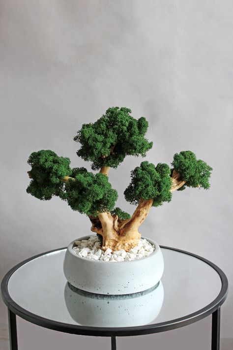 Excited to share the latest addition to my #etsy shop: Artificial bonsai tree in low pot, natural moss and roots https://etsy.me/41YX0Xu #green #mothersday #gray #artificialbonsai #treeinlowpot #naturalmossroots #wowpieceinhome #luxuryhomedecor #bonsaipotconcrete Artificial Bonsai Tree, Concrete Pots, Preserved Moss, Amazing Decor, Bonsai Pots, Bonsai Tree, Live Plants, Potted Plants, Biodegradable Products