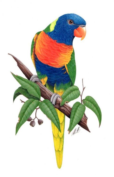 The Painted Parrot - Rainbow Lorikeet - Take a bow! Watercolor Pencil Art, Parrot Painting, Parrots Art, Mosaic Birds, Australian Birds, Bird Artwork, Colorful Bird, Bird Pictures, Exotic Birds