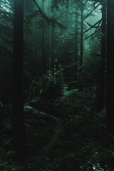 Dark Moss Aesthetic, Dark Green Trees Aesthetic, Deep Forest Green Aesthetic, Dark Green Woods Aesthetic, Dark Dense Forest, Smaragdine Aesthetic, Phthalo Green Aesthetic, Dark Green Dress Aesthetic, Dark Forest Green Aesthetic