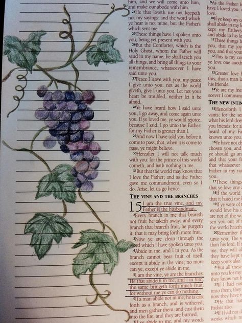 John 15:5 - "I am the vine, ye are the branches: He that abideth in me, and I in him, the same bringeth forth much fruit; for without me ye can do nothing." He Is The Vine We Are The Branches, The Vine And The Branches, Vine And Branches Drawing, I Am The Vine You Are The Branches Art, John 15:5, John 15:5 Tattoo, Bible John, Vine And Branches, Scripture Art Journaling