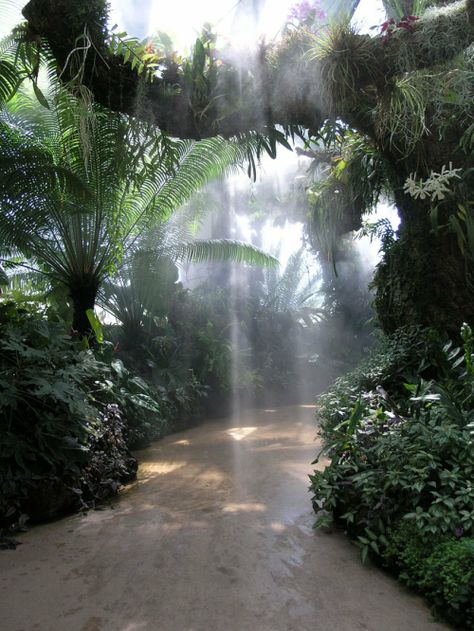 Forest Photos, Fantasy City, Tropical Landscaping, Tarzan, Nature Aesthetic, Pretty Places, Green Aesthetic, Travel Aesthetic, Mother Earth