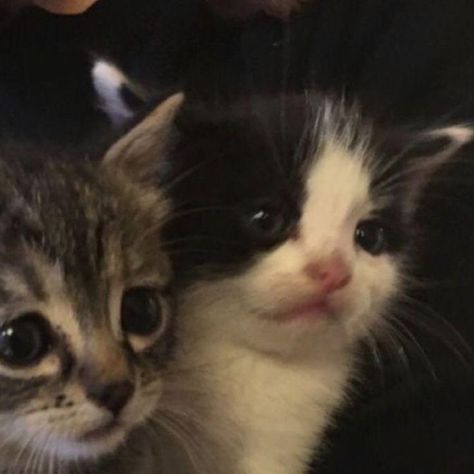 Feline, Kittens, With Friends, White