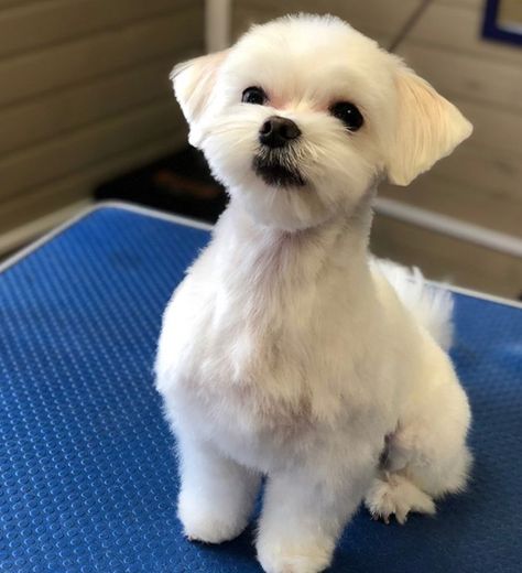 30 Best Maltese Haircuts for Dog Lovers – Page 6 – The Paws Shitzu Maltese Haircuts, Maltese Shitzu Haircut, Princess Haircuts, Maltese Puppy Cut, Maltese Haircuts, Maltese Dogs Haircuts, Maltese Haircut, Puppy Haircut, Dog Grooming Salons