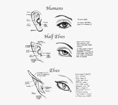 Elf Characteristics, Elf Types, Elf Eyes, Types Of Elves, Elf Images, Elf Face, Anime Elf, Dnd Stuff, Art Help