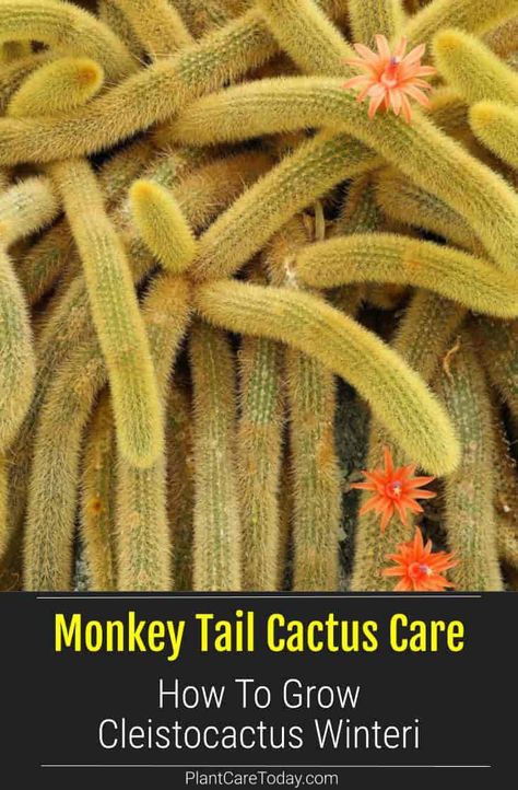 Monkey Tail Cactus (Cleistocactus Winteri) grows easily in rocky soil, tail-like stems dangle, bright red flowers, easy for beginners. [DETAILS] Monkey Tail Plant, Cacti Types, Witchy Plants, Monkey Tail Cactus, Propagate Succulents From Leaves, Rat Tail Cactus, Growing Cactus, Cactus House, Propagate Succulents