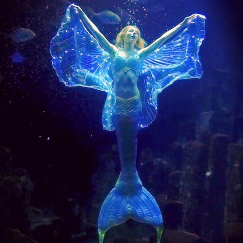 Mermaid Claire/ ClaireLaSirène on Instagram: “🤩Big announcement!!! After months of preparation I will start a new show at the Aquarium of Paris ! It’s going to be a unique show in the…” Aquarium Mermaid Show, Underwater Dancing, Aquarium Mermaid, Bale Dance, Sea Magic, Sea Princess, Mermaid Movies, Realistic Mermaid, Mermaid Cosplay