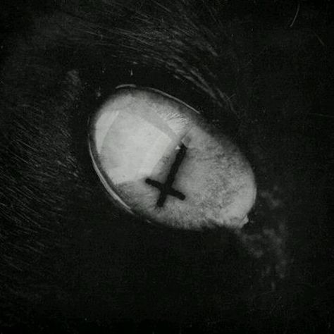 Creepy Core, Goth Wallpaper, Edgy Aesthetic, Silly Cats Pictures, Gothic Metal, Gothic Aesthetic, Wolf Art, Cat Aesthetic, Aesthetic Gif