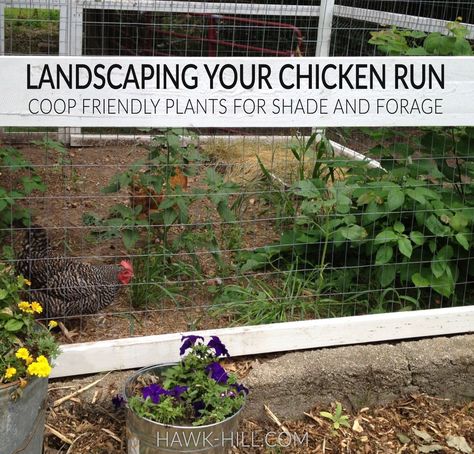 Chicken Run Around Garden Ideas, Safest Chicken Coop, Flowers Around Chicken Coop, Large Chicken Run, Plants For Chickens, Chicken Coop Blueprints, Landscaping Around House, Easy Chicken Coop, Chicken Pen