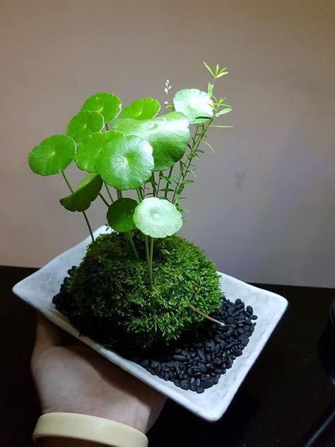 Tanaman Air, Wabi Kusa, Indoor Water Garden, Beautiful Terrariums, Plant Projects, Moss Garden, Garden Terrarium, Bonsai Plants, Terrarium Plants