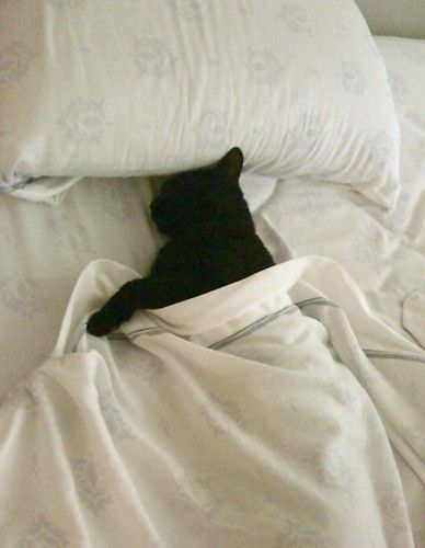 https://flic.kr/p/2iKuxYm | Zorro in Bed | Zorro, a black cat, is tucked under the covers for a nap. Black Cat In Bed Aesthetic, Cat Tucked In Bed, Black Cat In Bed, Cat In Bed Aesthetic, Napping Aesthetic, Cute Black Cat Aesthetic, Nap Aesthetic, Cats In Bed, In Bed Aesthetic