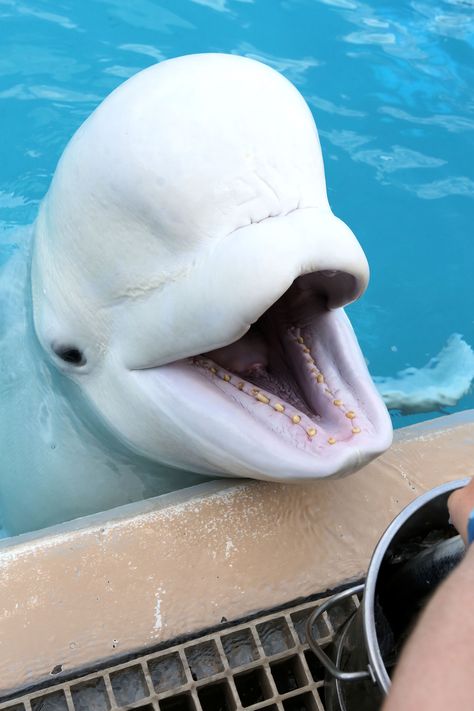 Hungry Beluga whale at Marineland, Niagara Falls. This image is copyrighted, any use must be authorized by the copyright holder. #beluga #BelugaWhale #whale Beluga The Cat, Beluga Whale Wallpaper, Balooga Whale, Dolphin Crafts, Tattoo Dolphin, Dolphin Craft, Capybara Pet, Dolphin Drawing, Beluga Whales