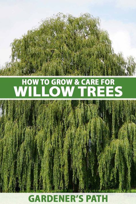 Tree Propagation, Willow Water, Plants Tips, Sustainable Homestead, Willow Garden, Black Walnut Tree, Growing Trees, Succulent Planter Diy, Willow Trees