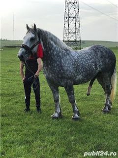 Big Horse Breeds, Horse Mate, Largest Horse Breed, Male Horse, Stallion Horses, Big Horses, Interesting Animals, Appaloosa Horses, Horses And Dogs