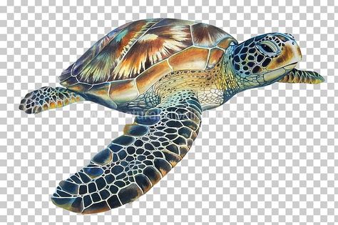 Turtle Dancing, Sea Turtle Illustration, Emperor Angelfish, Underwater Tattoo, Hawksbill Sea Turtle, Sea Turtle Drawing, Turtle Illustration, Sea Turtle Tattoo, Sea Turtle Painting