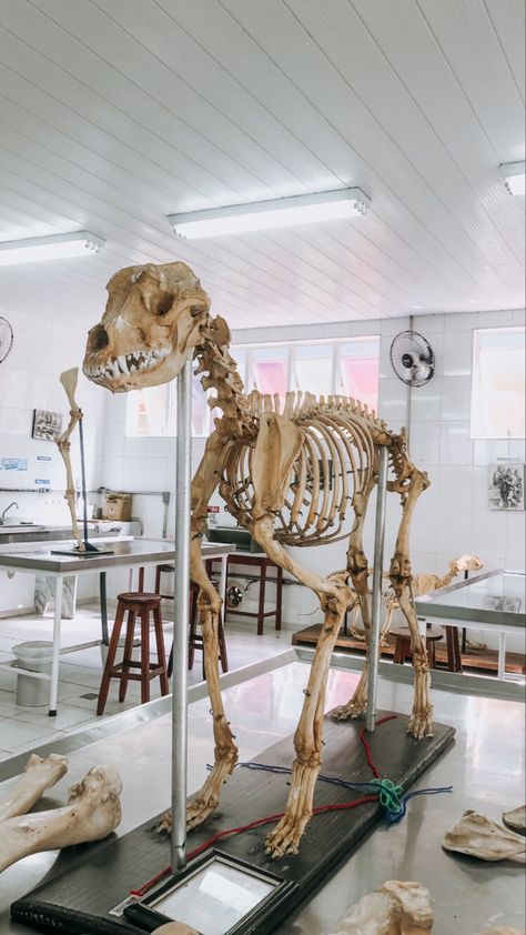 Veterinary School Aesthetic, Vet Asthetic Pics, Exotic Veterinarian Aesthetic, Vetmed Aesthetic, Veterinary Medicine Aesthetic, Vet Med Aesthetic, Animal Physiotherapy, Vet School Aesthetic, Vet Student Aesthetic