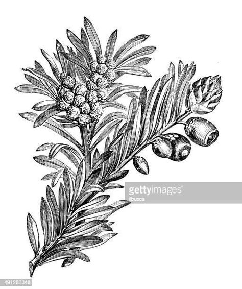 Twig Tattoo, Late Modern Period, Tree Vector Illustration, Yew Tree, Taxus Baccata, Tree Vector, Engraving Illustration, Antique Illustration, Tree Illustration