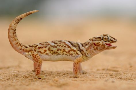 Giant ground gecko. (Chondrodactylus angulifer) in desert environment, South Afr , #AD, #gecko, #Chondrodactylus, #Giant, #ground, #angulifer #ad Desert Gecko, Magazine Design Inspiration, Desert Environment, Gecko, Inspiration Ideas, Magazine Design, Habitat, Stock Images Free, South Africa