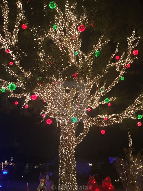 Christmas Lights Outdoor Tree, Outdoor Christmas Tree Lights Ideas, Outdoor Christmas Lights On Trees, Christmas Lights On Trees Outdoor, Christmas Light Ideas Outdoor, Easy Outdoor Christmas Lights, Tree Wrapped In Lights, Christmas Lights Caption, Outdoor Christmas Tree Ideas