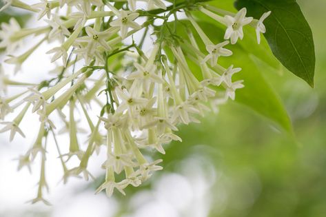 Cestrum nocturnum (Night-Blooming Jasmine) Intoxicating Perfume, Cestrum Nocturnum, Plant Night, Silver Plant, Drought Resistant Plants, White Berries, Fragrant Garden, Plants To Grow, Best Plants