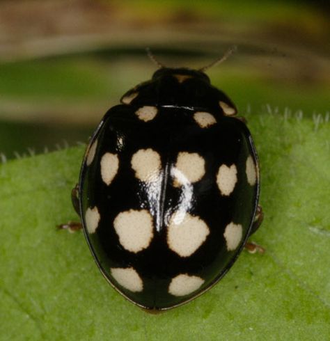 black ladybug Ladybug Animal, Black Beetle, Black Ladybug, Lady Beetle, Cool Bugs, Lady Bugs, Beautiful Bugs, Airbrush Art, Lady Bird