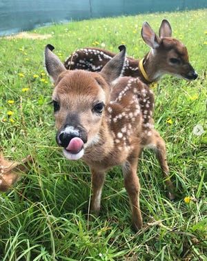 Whitetail Deer Pictures, In Distress, Thermal Imaging, Online News, Whitetail Deer, August 9, Baby Deer, Funny Animal Memes, Wild Animal