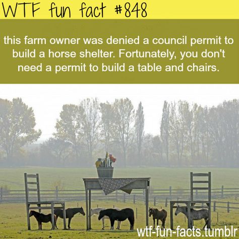 MORE OF WTF-FUN-FACTS are coming HERE funny and weird facts ONLY Fun Animal Facts, Fun Facts Mind Blown, Wierd Facts, Horse Shelter, Animal Facts, Chihuahua Dogs, Terrier Mix, The More You Know, Shelter Dogs