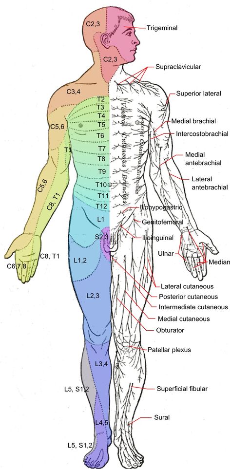 Spinal Nerve, Medical Anatomy, Joints Pain Relief, Vicks Vaporub, Nerve Pain, Neurology, Anatomy And Physiology, The Human Body, Sciatica