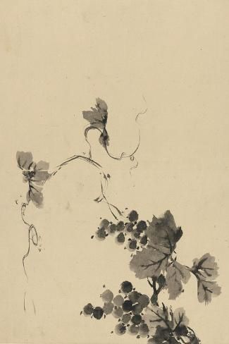 size: 18x12in Art Print: Wine Grape Vine : Wine Grape, Vine Tattoos, Wine Enthusiast, Sumi E, Posters And Prints, New Wall, Vintage Images, Raisin, Painting Frames