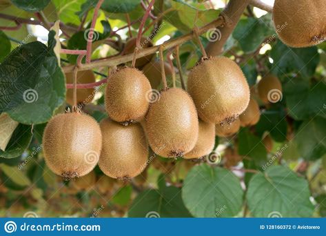 Kiwi Plant, Kiwi Growing, Golden Kiwi, Hardy Kiwi, High Fiber Fruits, Fiber Fruits, Sustainable Agriculture, Kiwi Fruit, Fruit Tree