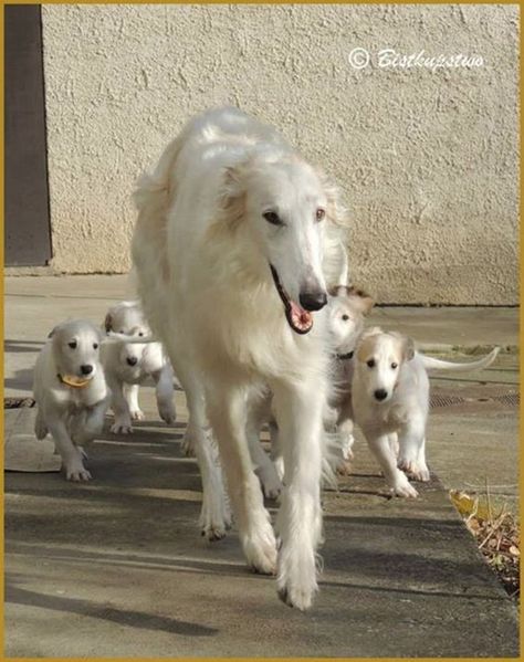 45 Cute Pictures of Saluki Dog with Puppies: Clicks that will make you fall in love with them - Tail and Fur Saluki Dogs, Russian Wolfhound, Borzoi Dog, Small Puppies, Weimaraner, Whippet, Beautiful Dogs, Dog Care, Bull Terrier