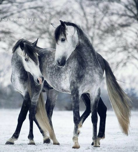 Two dappled grey horses in the snow Most Beautiful Horses Pictures, Cai Arabi, Dapple Grey Horses, Regnul Animal, Most Beautiful Horses, Grey Horse, Majestic Horse, All The Pretty Horses, Horse Crazy