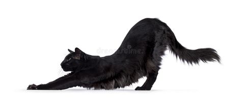 Black Balinese cat on white stock photo Black Cat Stretching, Balinese Cat, Cat Stretching, Cat Reference, Domestic Cat, Reference Images, Balinese, Royalty Free Photos, Animal Photography