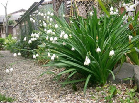 Leucojum Aestivum, Summer Snowflake, Snowdrop Flower, End Of Spring, Flower Bulbs, Tall Flowers, Clay Soil, Fall Plants, Bulb Flowers