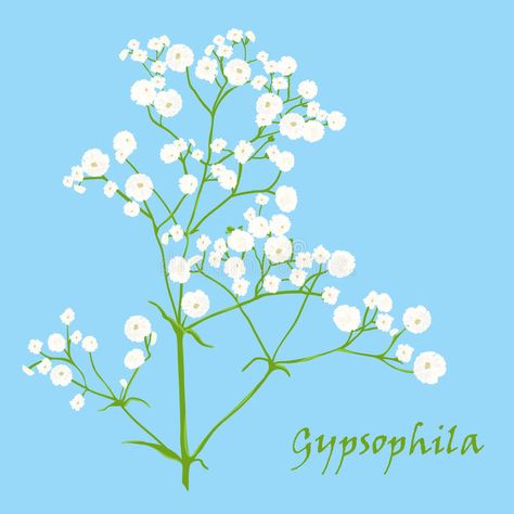 Branch of beautiful hand-drawn gypsophila royalty free illustration Free Illustration, Cute Clay, Color Vector, Flower Illustration, Natural Colors, Free Vector Art, Free Illustrations, Bottle Crafts, Images Photos