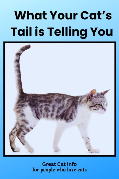 Cat walking with tail held straight up. Cat Tail Meaning, Cat Ears And Tail, Cat Run, Living With Cats, Cat Body, Cat Info, What Cat, Human Language, Lots Of Cats