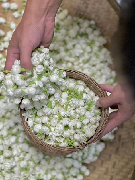 Renesance Art Wallpaper, Arabian Jasmine Flower, Chameli Flower, Candle Instagram, India Aesthetic, Pretty Flowers Photography, Arabian Jasmine, Lovely Good Morning Images, Nature Photography Flowers