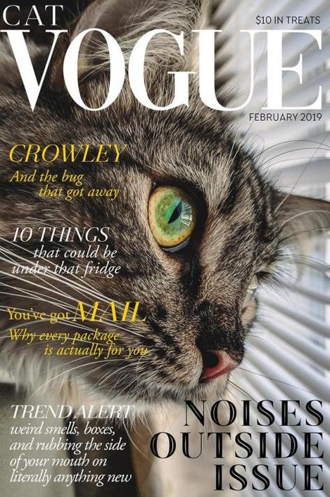 supermodelcats:  If there was a Cat Vogue magazine can you imagine your picture being in it? Hmm lets see  #funny #memes #jokes Cat Magazine Cover, Positive Meme, Animal Magazines, Cat Magazine, Vogue Photography, Photo Wall Display, Flyer Inspiration, Positive Memes, Model Magazine