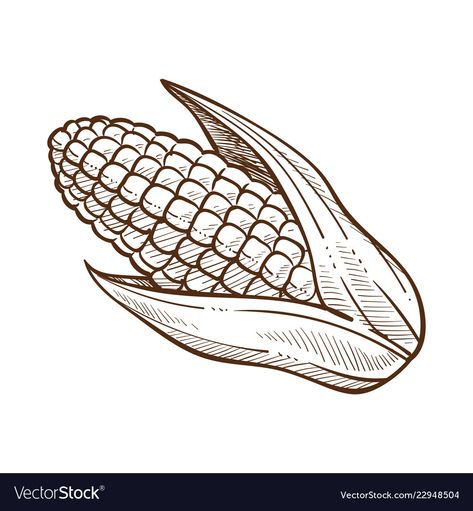 Maize Drawing, Corn Drawing Simple, Corn Drawing Easy, Corn Sketch, Corn Drawing, Corn Vegetable, Field Corn, Corn Maize, Leaves Sketch