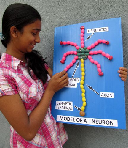 Toys from Trash - Model of a neuron Nerve Cell Model Project, Nerve Cell Model, Neuron Model Projects, Health Science Projects, Nervous System Projects, Biology Models, Neuron Model, Human Body Systems Projects, Science Experiments Videos