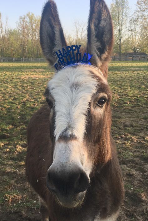 Donkey Birthday Donkey Party Ideas, Shrek And Donkey Aesthetic, Donkey Singing Happy Birthday, Donkey From Shrek, Donkey Birthday, Shrek, Goats, Birthday Party, Birthday