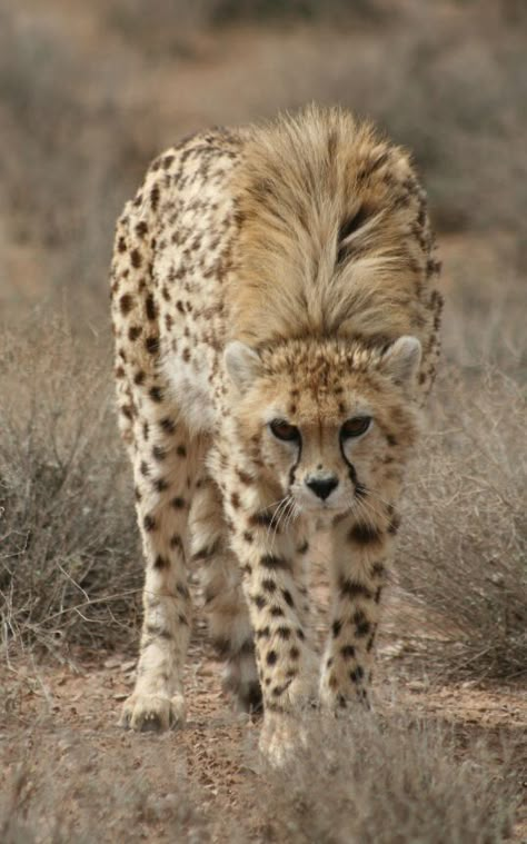 Asiatic Cheetah (CR) Cheetah Photography, Cheetah Animal Aesthetic, Cheetah Running, Infant Hair, Pinterest Baby, Albino Cheetah, Asiatic Cheetah, Popular Images, Cheetah Running Photography