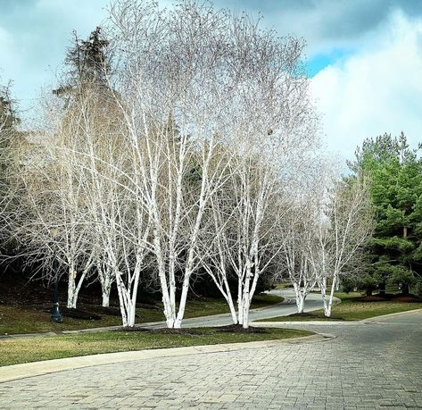 Norwegian Garden, Tree Landscaping, Birch Trees Landscaping, Trees Landscaping, Live Earth, White Birch Trees, Silver Birch, Birch Trees, White Birch