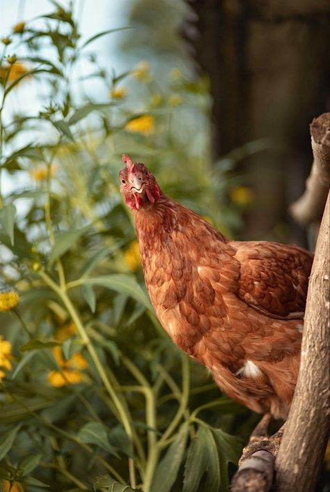 Urban Chickens, Chicken Life, Chicken Health, Red Hen, Backyard Flowers, Farm Photo, Chicken Art, Chickens And Roosters, Down On The Farm