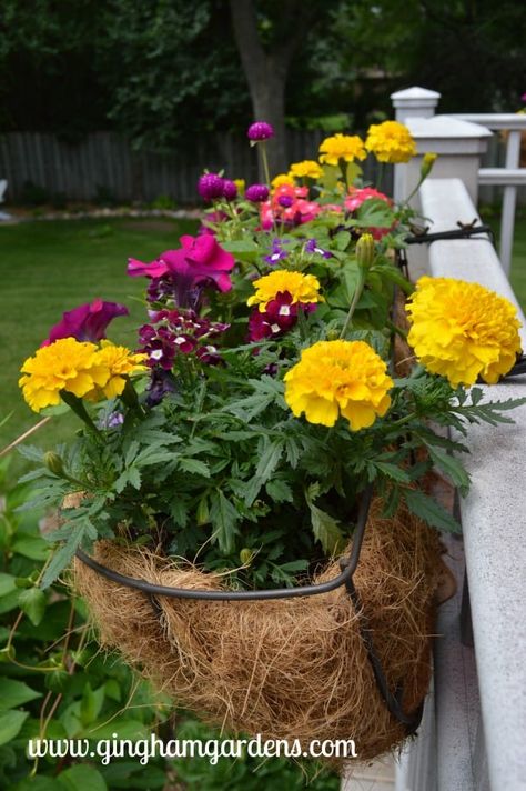 Change Summer Planters to Fall Planters in a few easy steps by trading out tired looking plants for Fall flowers. It's easy and frugal to refresh your container gardens by adding festive Fall flowers and decor. #fallplanters Outdoor Fall Flowers, Deck Railing Planters, Garden Video, Vegetable Garden Tips, Railing Planters, Container Gardening Flowers, Fall Planters, Deck Railing, Container Gardens