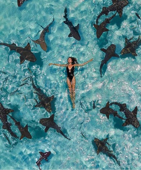 🌎  EarthPix  🌎 on Instagram: “Swimming with sharks 🦈 in the Bahamas 🇧🇸 would you dare? Tag the person you would do this with. Photo by @federicadelsale . . . . . . .…” Swimming With Sharks, Swimming In The Ocean, Beach Honeymoon Destinations, Beach Honeymoon, Hawaii Luau, Dream Travel Destinations, The Bahamas, Marine Animals, In The Ocean